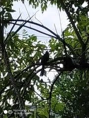 Momotus aequatorialis