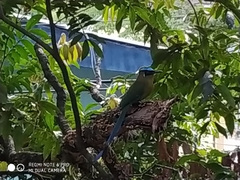 Momotus aequatorialis