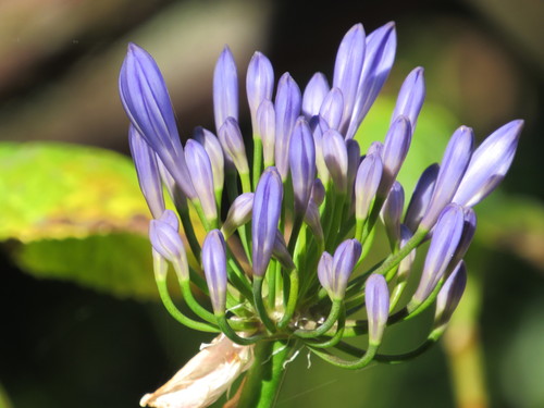 Amaryllidaceae image