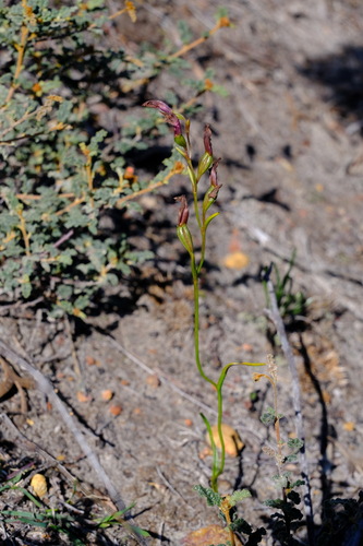 Cleopatra's needles (Thelymitra apiculata)