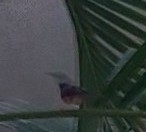 Ashy Prinia (Prinia socialis), photo 10