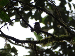 Micromonacha lanceolata