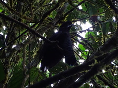 Cephalopterus penduliger