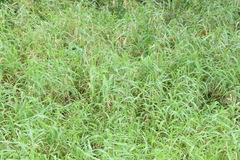 Urochloa mutica
