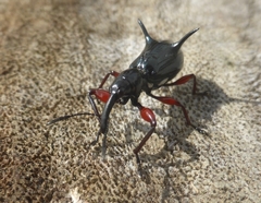 Aporhina bispinosa
