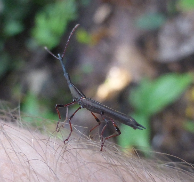 Ithystenus