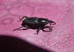 Cosmopolites sordidus