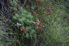 Crassula pruinosa