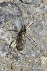 Limonia maculipennis