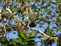 Cryptoleucopteryx plumbea