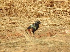 Lamprotornis pulcher