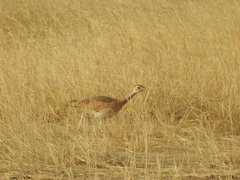 Eupodotis senegalensis