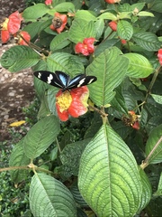 Heliconius doris viridis