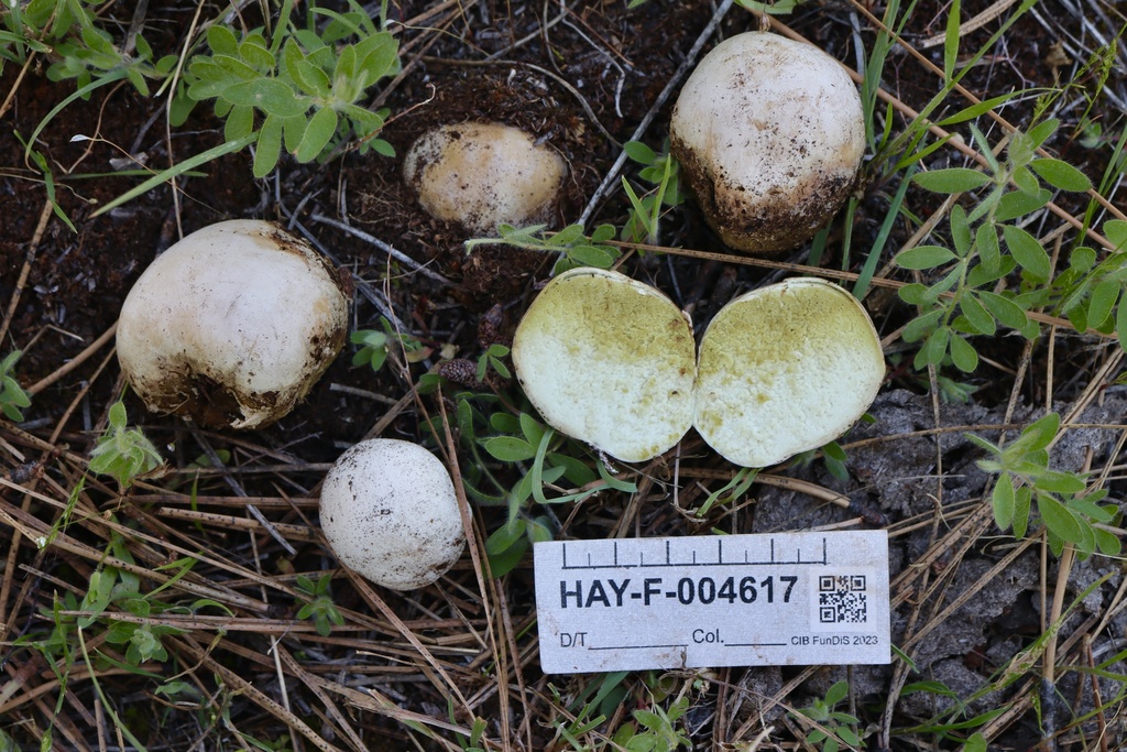 Tumbling puffball