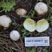 Tumbling Puffball - Photo (c) Taye Bright, some rights reserved (CC BY-NC), uploaded by Taye Bright