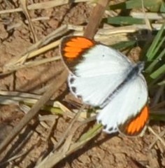 Colotis danae