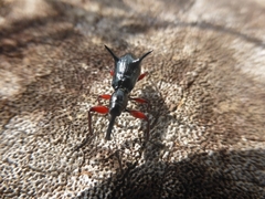 Aporhina bispinosa