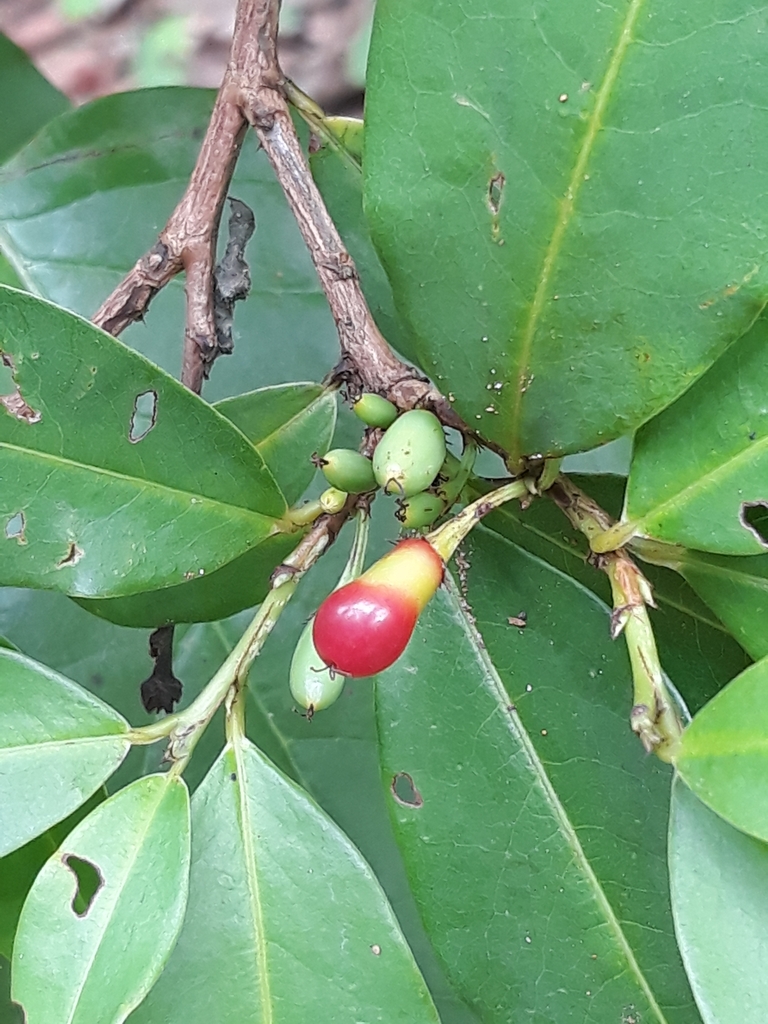 Erythroxylum deciduum