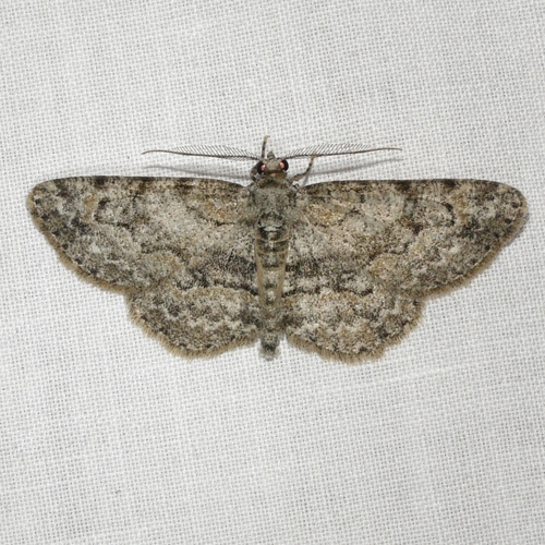 Pale-winged Gray photo 5