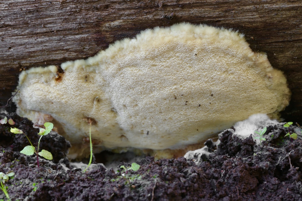 Skeletocutis subodora