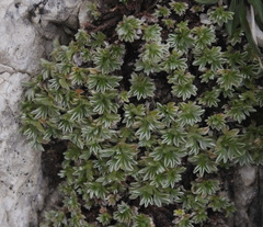 Potentilla nitida
