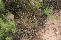 Wahlenbergia subulata