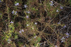 Wahlenbergia subulata
