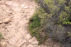 Aspalathus juniperina juniperina