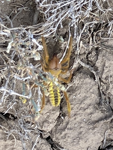 Paragaleodes pallidus