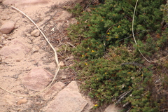 Aspalathus juniperina juniperina