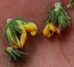 Aspalathus juniperina juniperina