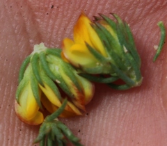 Aspalathus juniperina juniperina