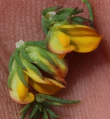 Aspalathus juniperina juniperina