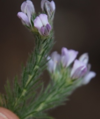 Aspalathus cephalotes violacea