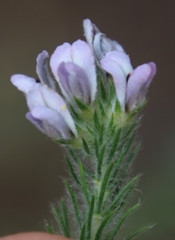 Aspalathus cephalotes violacea