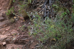 Aspalathus cephalotes violacea