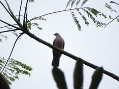 Patagioenas subvinacea