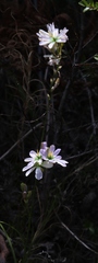 Ixia monadelpha