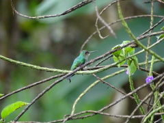 Polyerata rosenbergi