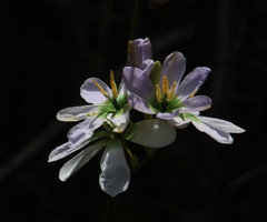 Ixia monadelpha