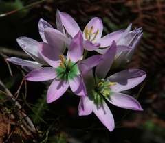 Ixia monadelpha