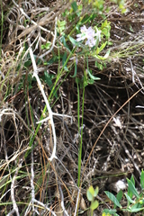 Ixia monadelpha