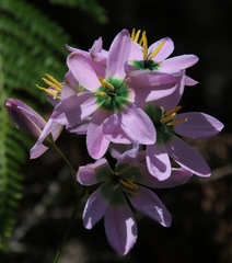 Ixia monadelpha