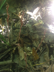 Danhatchia australis