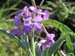 Matthiola maderensis