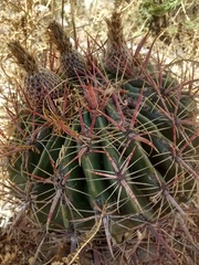 Ferocactus latispinus