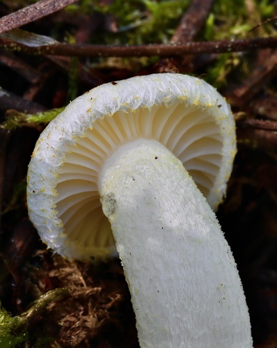 Gold Dust Waxy Cap