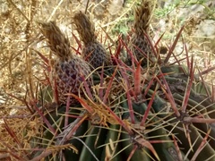 Ferocactus latispinus