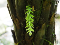 Tmesipteris sigmatifolia