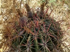 Ferocactus latispinus
